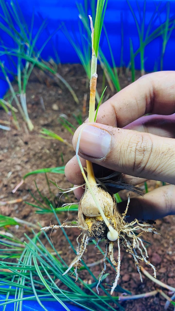 Kashmiri Saffron Farm 6